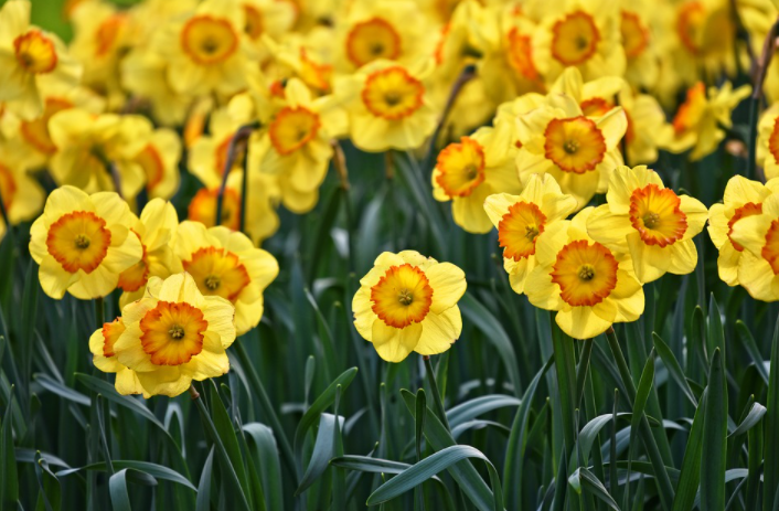 Flowers for Your Garden