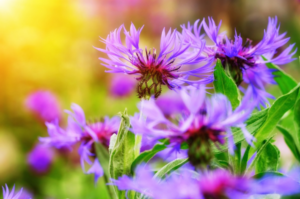 Flowers for Your Garden
