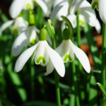Flowers for Your Garden