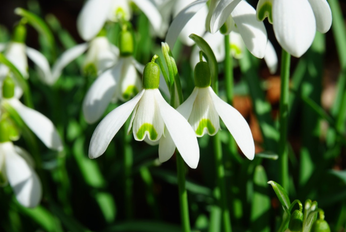Flowers for Your Garden